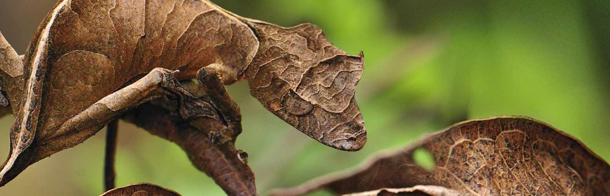 Nature secrete et lieux secrets : partons à la découverte des merveilles du vivant avec Patrick Baud et Pierre Kerner 